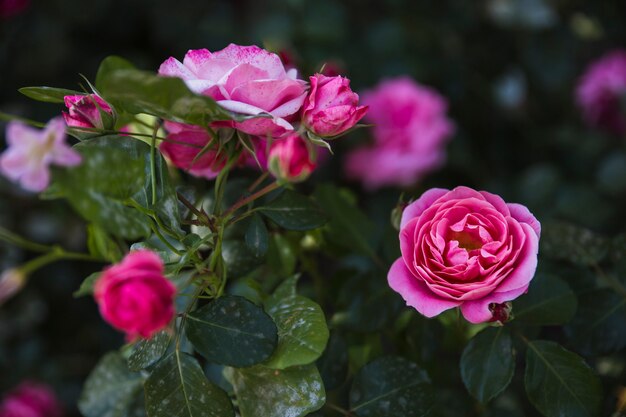 Elegant roses blooming on bush