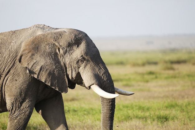 Free photo elephant in amboseli national park, kenya, africa