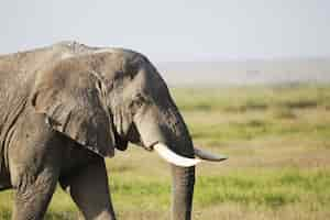 Free photo elephant in amboseli national park, kenya, africa