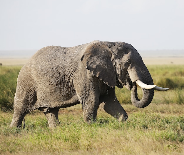 Free photo elephant in amboseli national park, kenya, africa