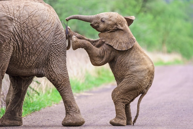 Free Photo elephant calf standing and pushing it's mother