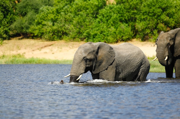 Elephant drinking in the river