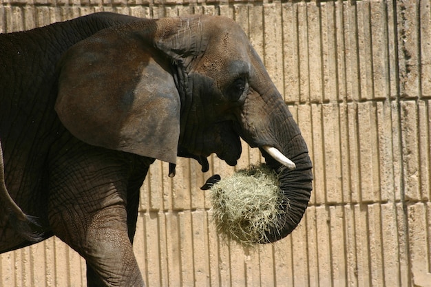 Free Photo elephant eating hay at the zoo behind a wooden fence