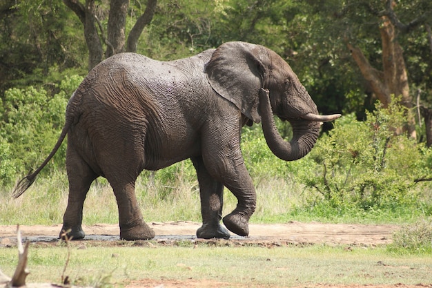 Free Photo elephant in the jungle