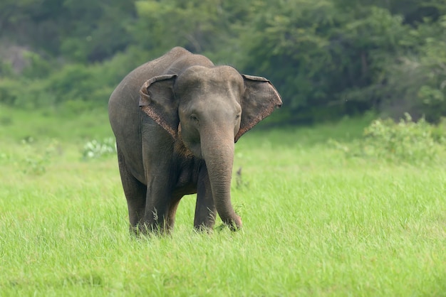 Elephant in the nature