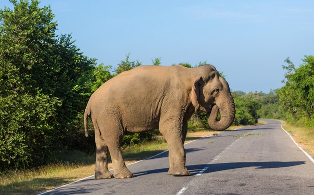 Elephant on road