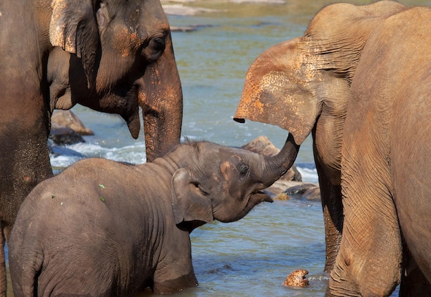 Free photo elephant on sri lanka