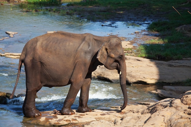 Free photo elephant on sri lanka