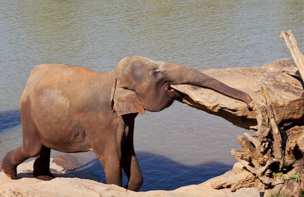 Elephant on Sri Lanka