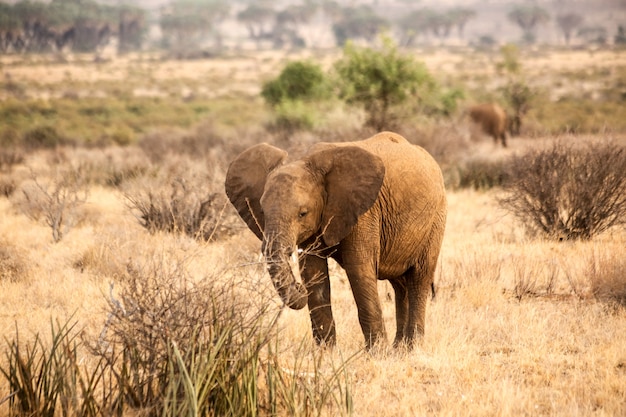 Elephant standing in a field