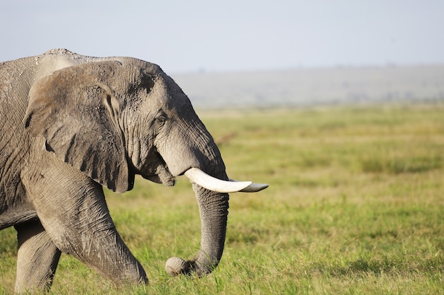 Free photo elephant walking on a green field in amboseli nationalpark, kenya