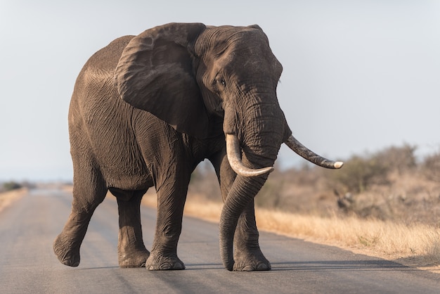 Free photo elephant walking on the road