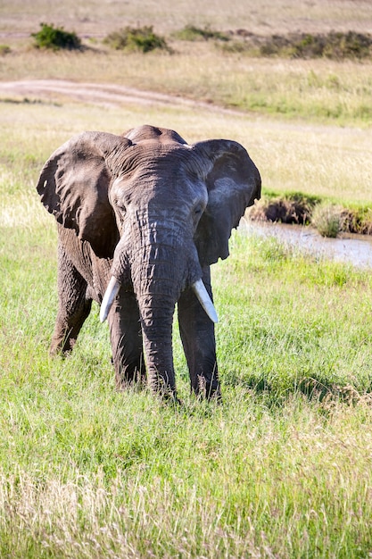 Free photo elephant walking in savanna