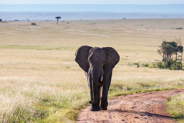 Elephant walking in the savanna