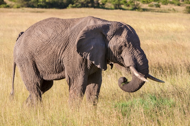 Free photo elephant walking in the savanna