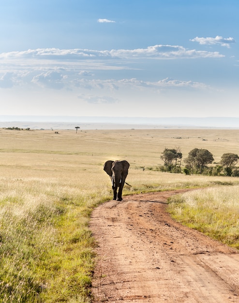 Free photo elephant walking in the savanna