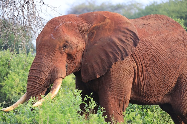 Free Photo elephant walking in tsavo east national park, kenya, africa