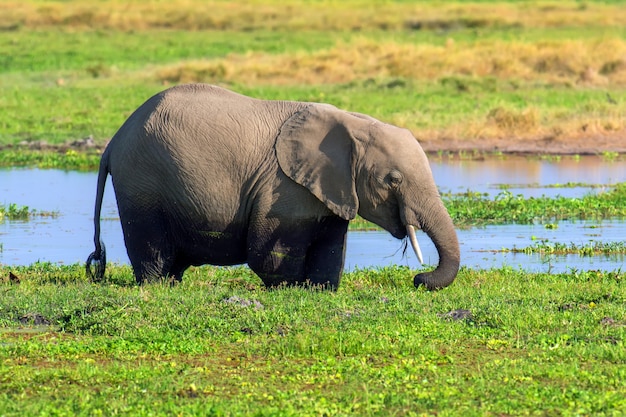 Free photo elephant in water