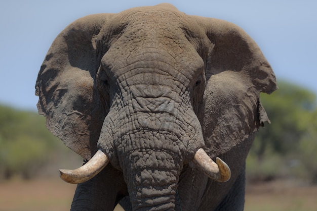 Free photo elephant with a blurred background