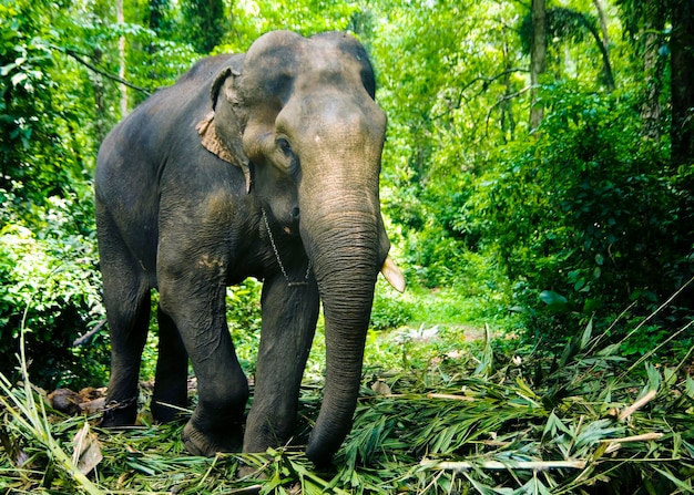 Elephant working in the forest, Kerala, India.