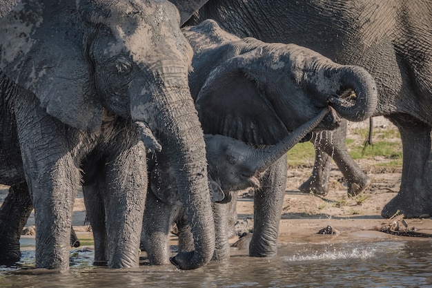 Free Photo elephants drinking water near the lake during daytime