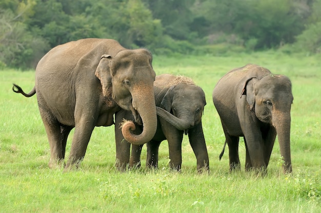 Elephants in National Park of Sri Lanka