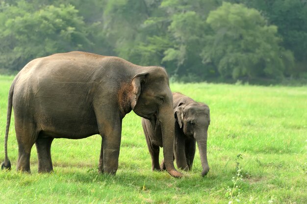 Elephants in the nature