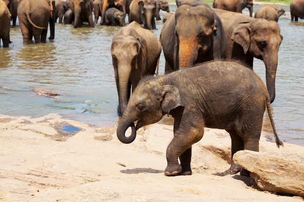 Free photo elephants on sri lanka