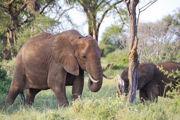 Elephants standing next to each other in Tsavo East National park, Kenya