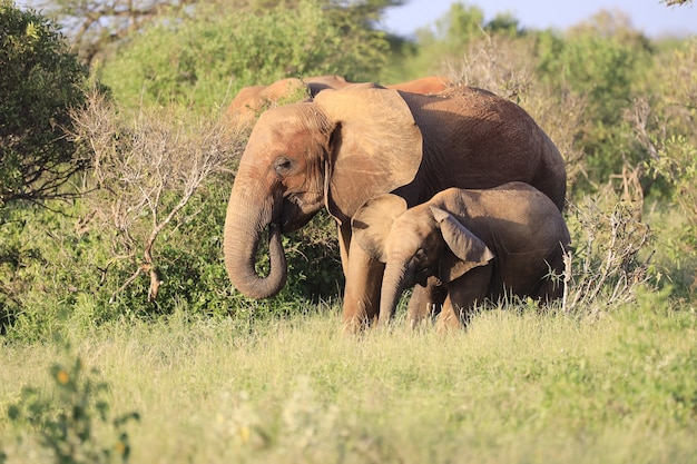 Free Photo elephants standing next to each other in tsavo east national park, kenya