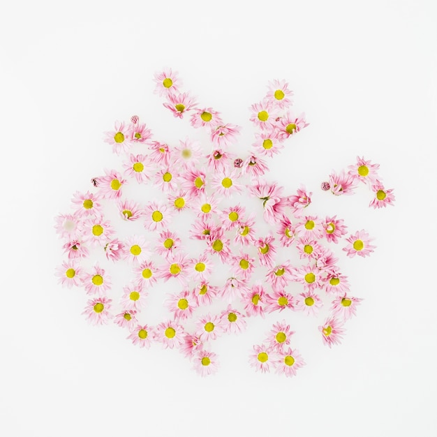 Free Photo elevated view of beautiful flowers on white backdrop