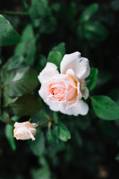 Free photo elevated view of beautiful pink flower