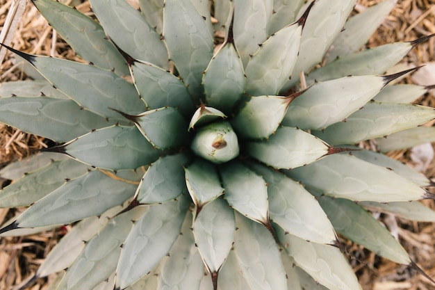 Elevated view of a beautiful succulent plant