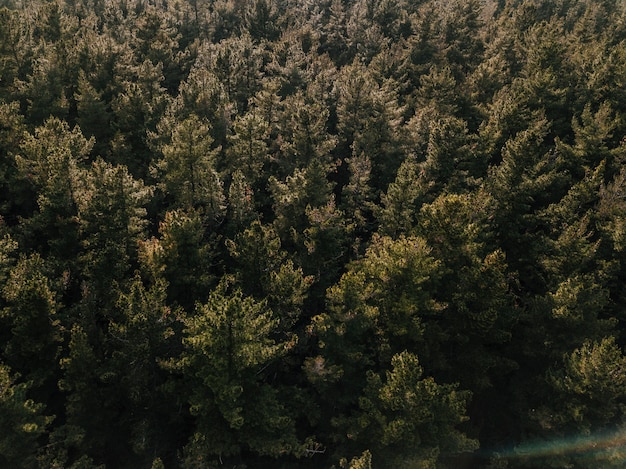 Free photo elevated view of coniferous forest