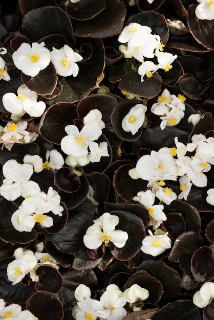 Elevated view of delicate white begonia flowers