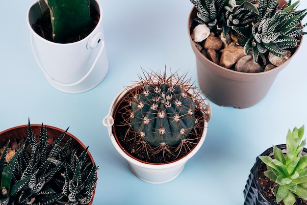 Elevated view of different types of cactus plants in pot over blue background