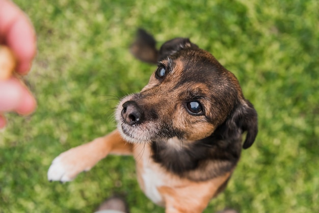 Elevated view of a dog looking at its owner