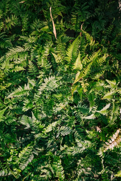 Free Photo an elevated view of fern leaves background