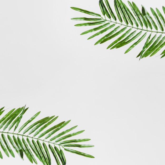 An elevated view of green leaves isolated on white backdrop