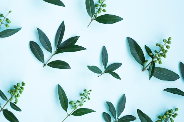 Elevated view of green leaves with berries on blue background