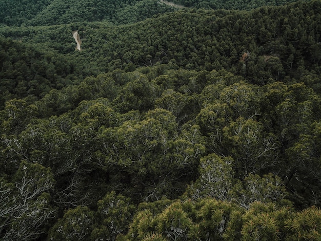 Free photo elevated view of green trees growing in forest