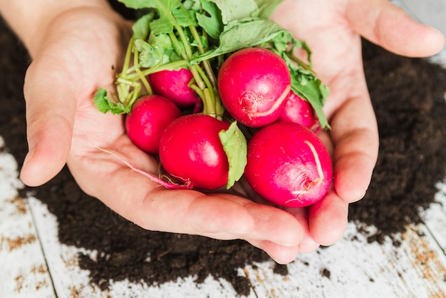 Free photo an elevated view of hand holding turnips over the soil on desk