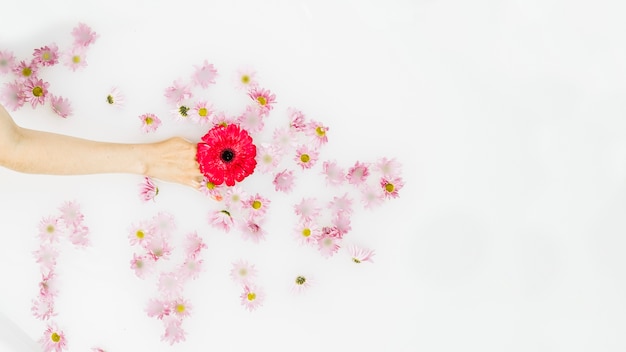 Free photo elevated view of human hand holding red flower on white backdrop