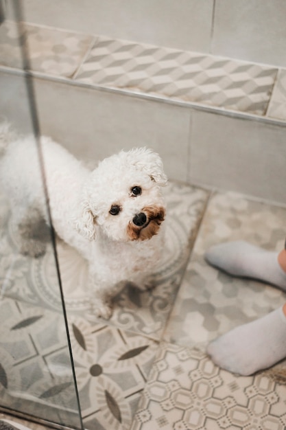 Free Photo elevated view of lovely toy poodle in bathroom