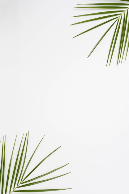 Free photo elevated view of palm leaves at corner of the white backdrop