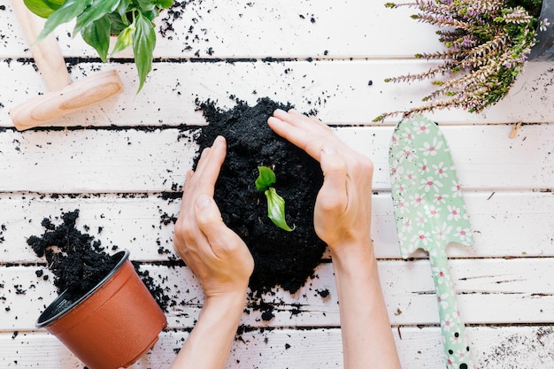 Free Photo elevated view of person's hand seedling plant on wooden desk with gardening equipments