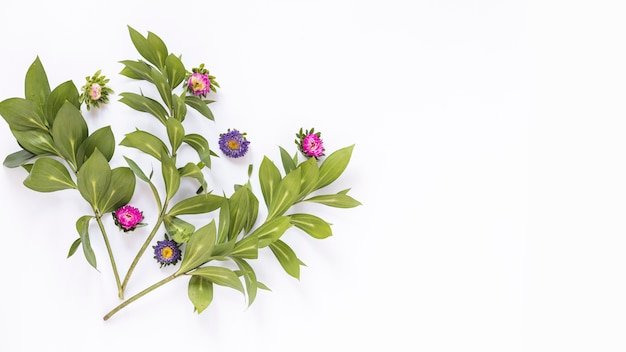 Free photo elevated view of pink and purple flowers on white background