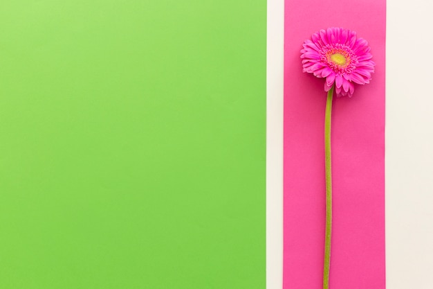 Elevated view of single pink gerbera on background