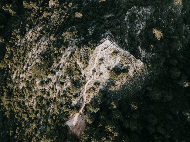 Free photo elevated view of trees on rocky mountain