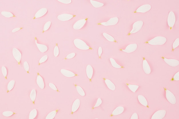 Free photo elevated view of white flower petals on pink background